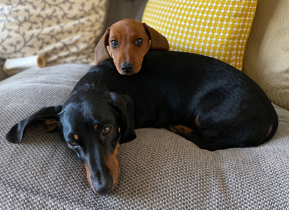 design-agency-team-dogs-dexter-dudley